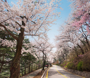 워커힐, 설레는 봄 '2024 스프링 페스티벌' 개최