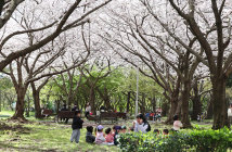 예상 빗나간 벚꽃 개화 시기…4월에 즐길 수 있는 '벚꽃축제'는?